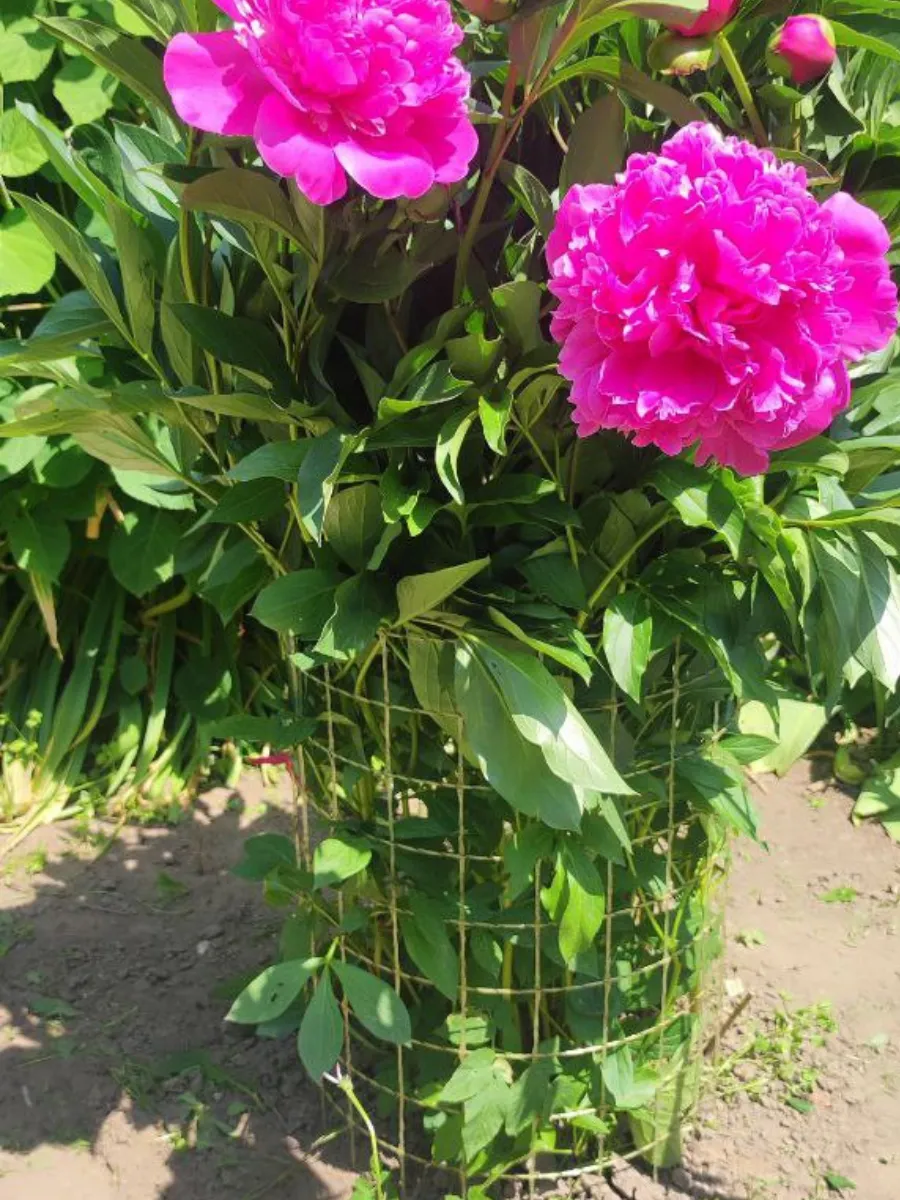 Ограда для сада Рулон высота 40см длина 5м